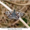 carch orientalis female